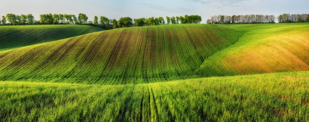 Campo Verde. paisagem de primavera