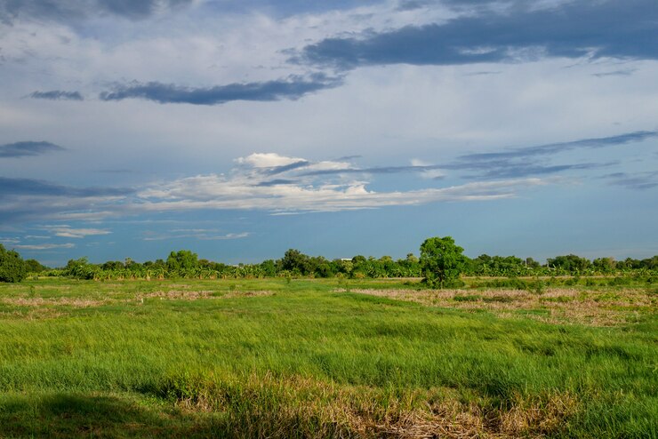 Campo verde del paisaje antes de la tormenta de la lluvia en Tailandia