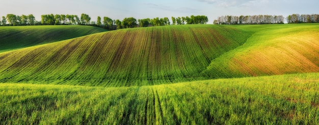 campo verde. paisaje de primavera