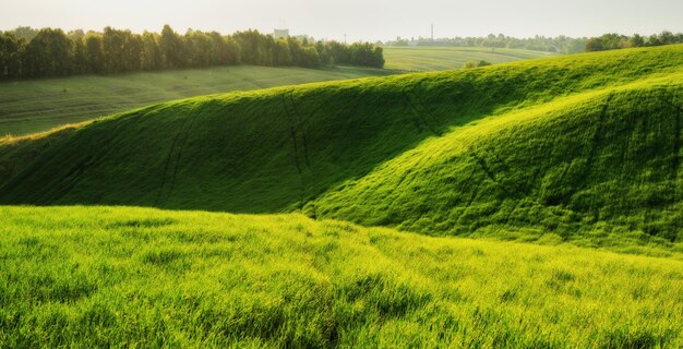 campo verde. paisaje de primavera