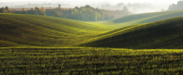 campo verde. paisaje de primavera