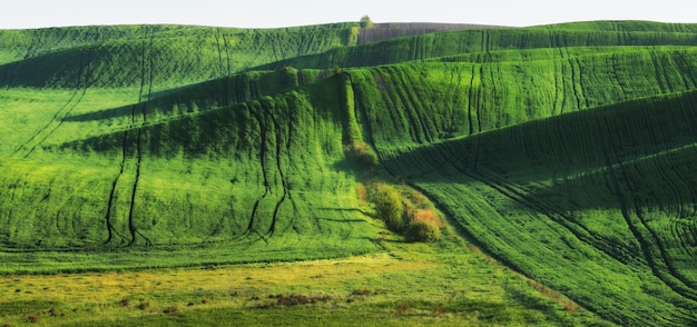 campo verde. paisaje de primavera