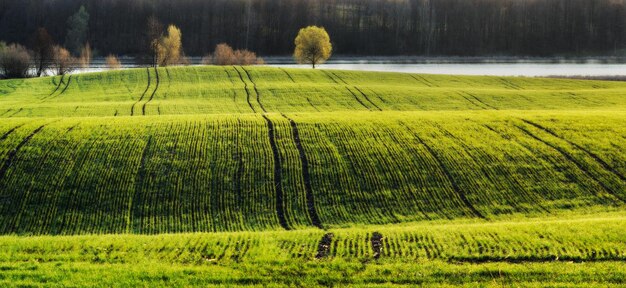 campo verde. paisaje de primavera