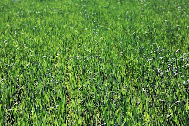 campo verde primavera