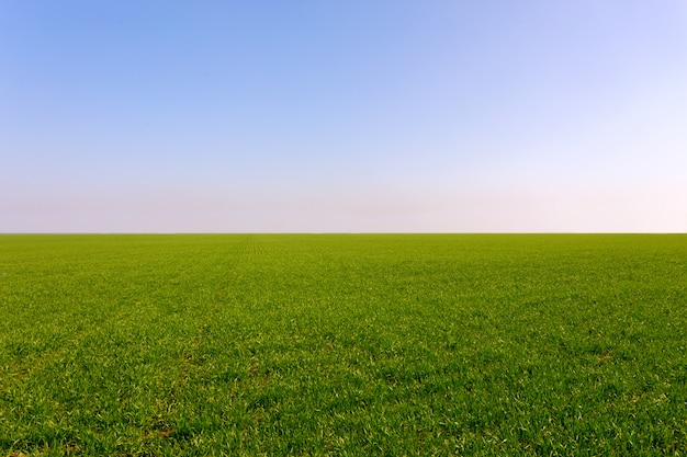 Campo verde primavera