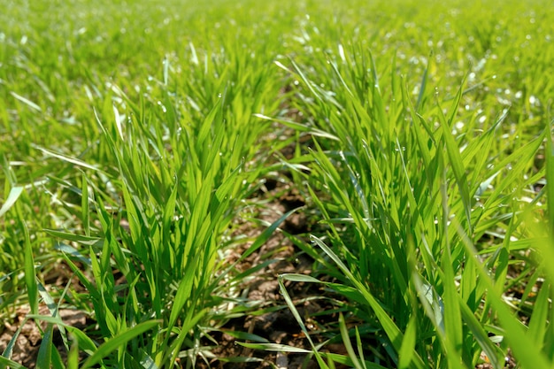 Campo verde primavera