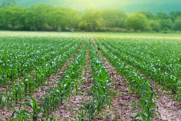 Foto campo verde a principios de la temporada de verano. tema de agricultura.