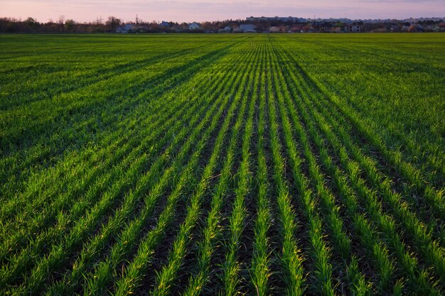 Un campo verde durante la puesta de sol como fondo.