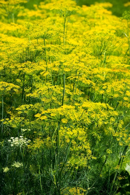 Campo verde en el que crece el eneldo