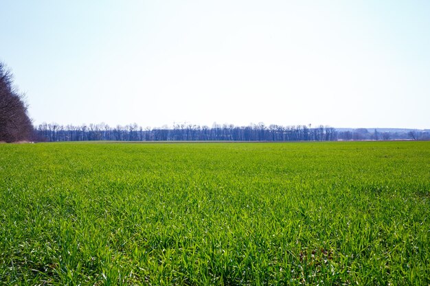 Un campo verde en el que crece la hierba. Paisaje agrícola en el verano.