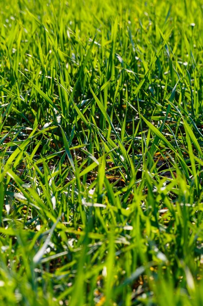 Un campo verde en el que crece la hierba. Paisaje agrícola en el verano.