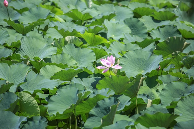 Campo verde rosa flor Lotus Nature en el parque