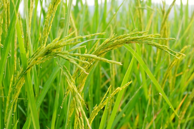 Campo verde sob o nascer do sol, arroz do arroz 