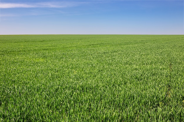 Campo verde sobre un fondo de cielo azul