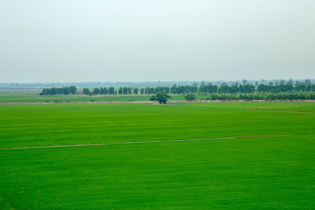 Campo verde de tailandia