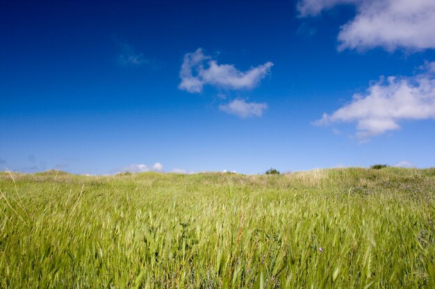 Campo verde con trigo y cielo azul nublado