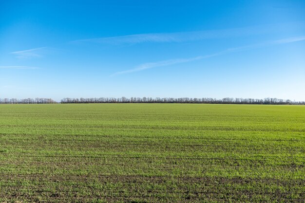 Campo verde con trigo de invierno joven comenzando a crecer