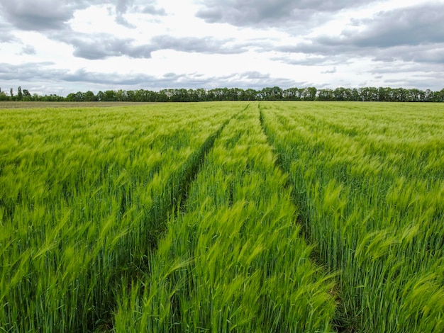 Campo verde de trigo o cebada con orejas jóvenes y cielo nublado