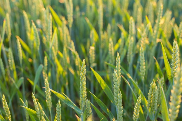 Campo verde de trigo en primavera