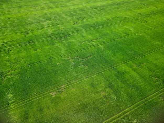 Campo verde en vista aérea de drone a principios de la primavera