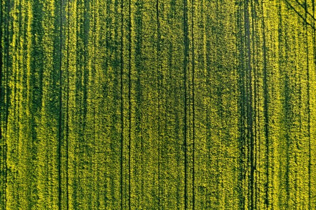 Campo verde en la zona rural Paisaje de campos de cereales agrícolas