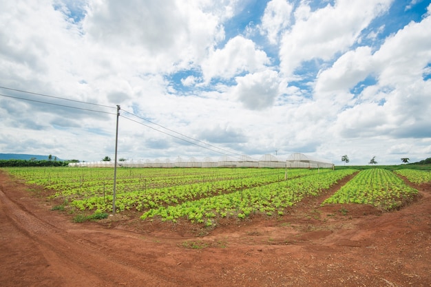 campo de verduras con cielo azul