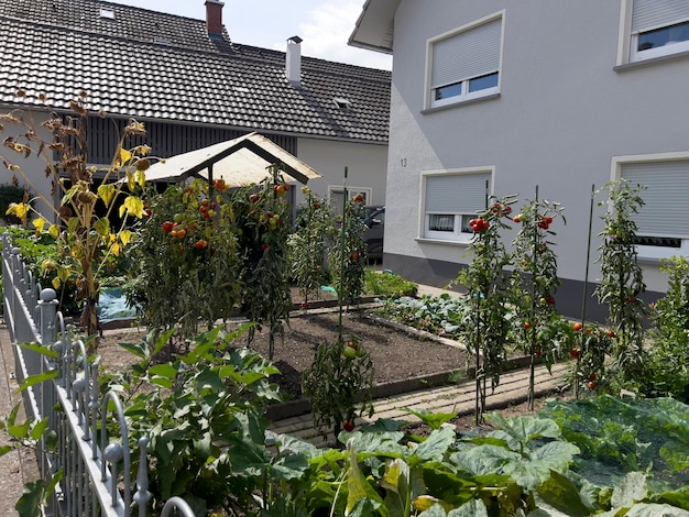 El campo de verduras en frente de la casa.