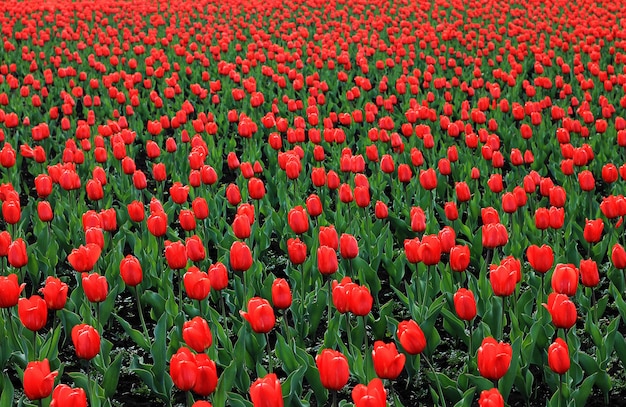 Campo vermelho da tulipa grande, flores vermelhas com folhas verdes. Fundo de flores.