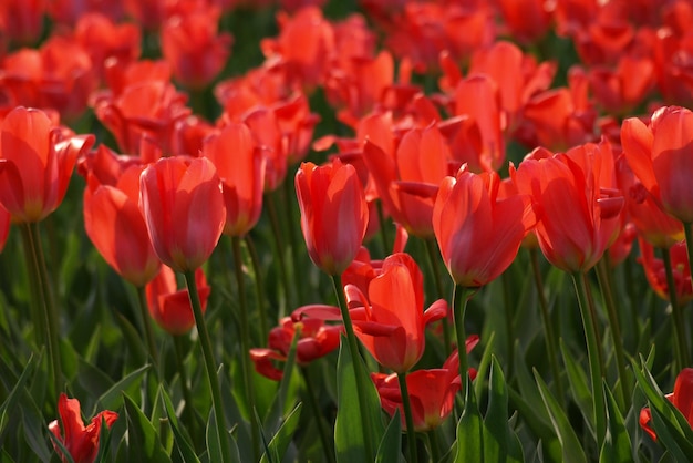 campo vermelho das tulipas