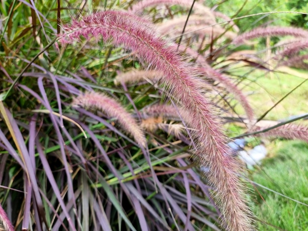 Campo vermelho Poaceae no jardim