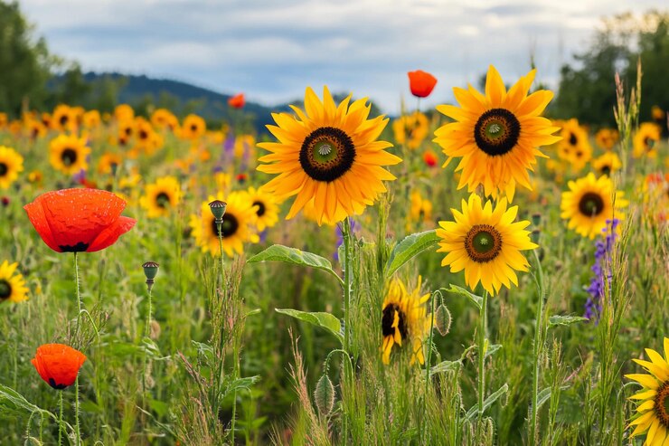 Campo vibrante de girasoles y amapolas bajo un cielo nublado en verano IA generativa