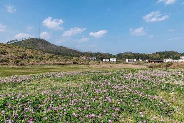 En el campo, la vicia de leche morada está en el campo.