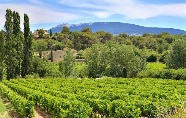 Campo de vid en verano crece en Vaucluse Francia con antecedentes Mont ventoux