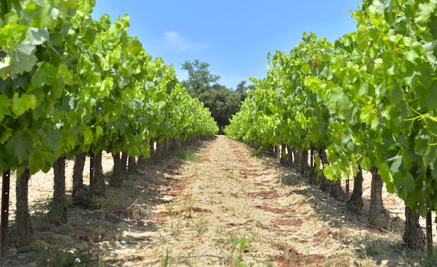 Campo de vid en verano con follaje verde y cultivo de uva bajo un cielo azul en Vaucluse, Francia