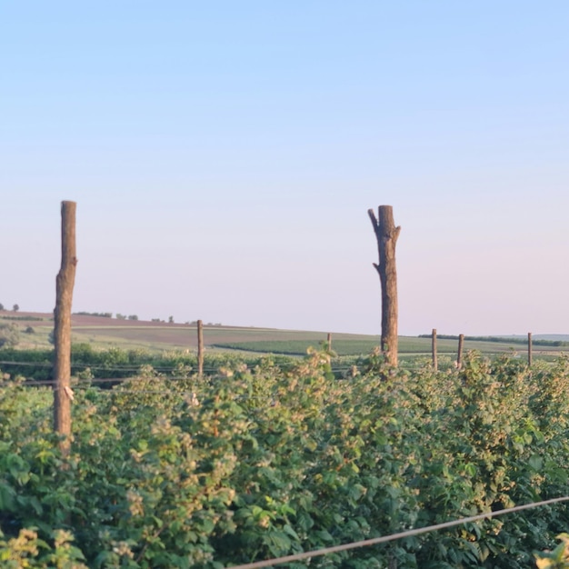 Un campo de vides con un cielo azul de fondo.