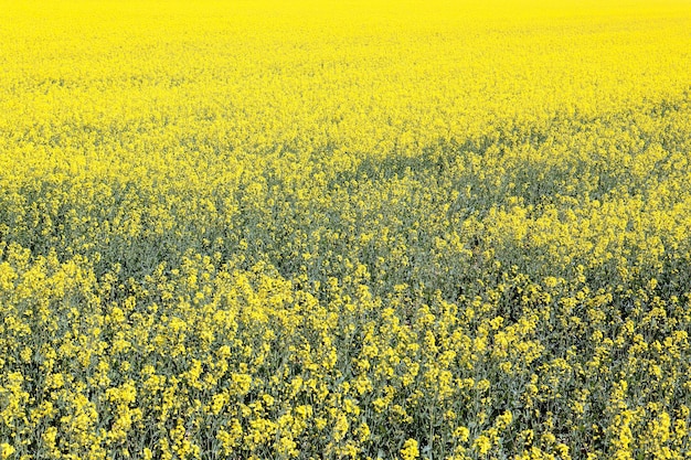 Campo de violación amarillo en el país francés en verano