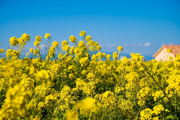 Campo de violación y cielo azul