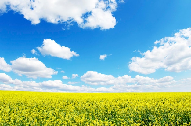 Campo de violación y nubes en el cielo.