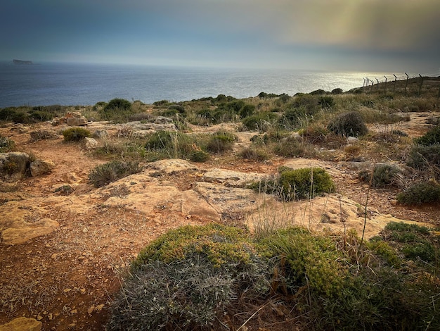 un campo con vistas al océano y algunos arbustos