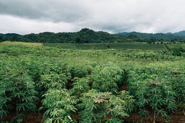 Campo de yuca o tapioca en el campo de Tailandia