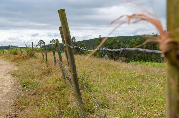 Foto el campo