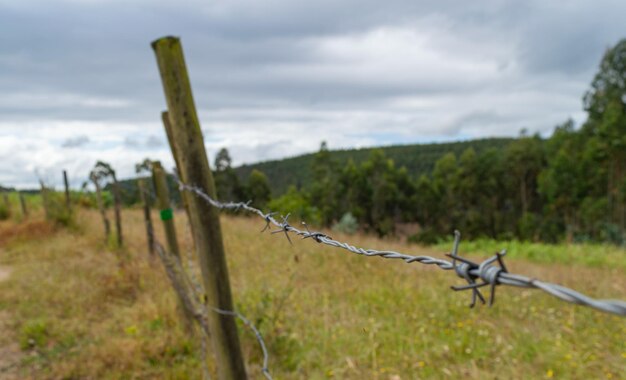 Foto el campo