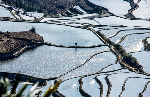 Camponês chinês caminha à beira de um campo de arroz. terraços de arroz da província de yunnan, china.