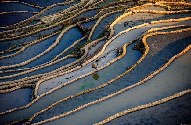 Camponês chinês caminha à beira de um campo de arroz. Terraços de arroz da província de Yunnan, China.