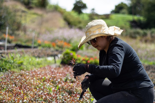 camponesa plantando plantas no pomar