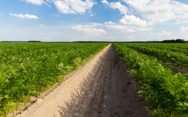 Campos agrícolas com sulcos nos quais as cenouras são plantadas, mas já brotaram