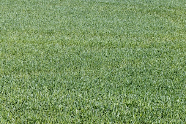 Campos agrícolas com um grande número de trigo verde jovem como grama