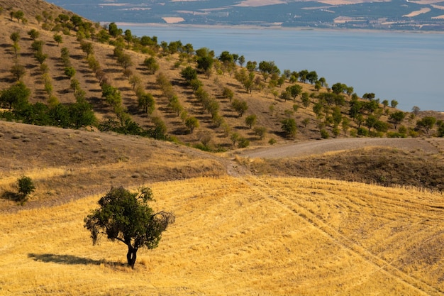 Campos agrícolas com uma árvore