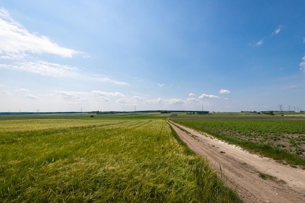 Campos agrícolas contra o céu azul