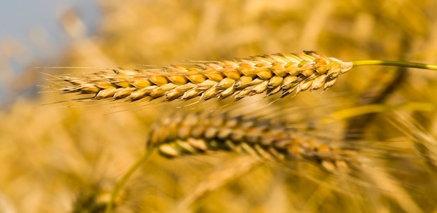 Campos agrícolas europeos con hermosos cereales secos maduros que maduran para cosechar granos